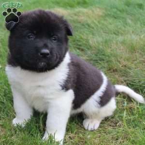 AKC Biscuit, Akita Puppy